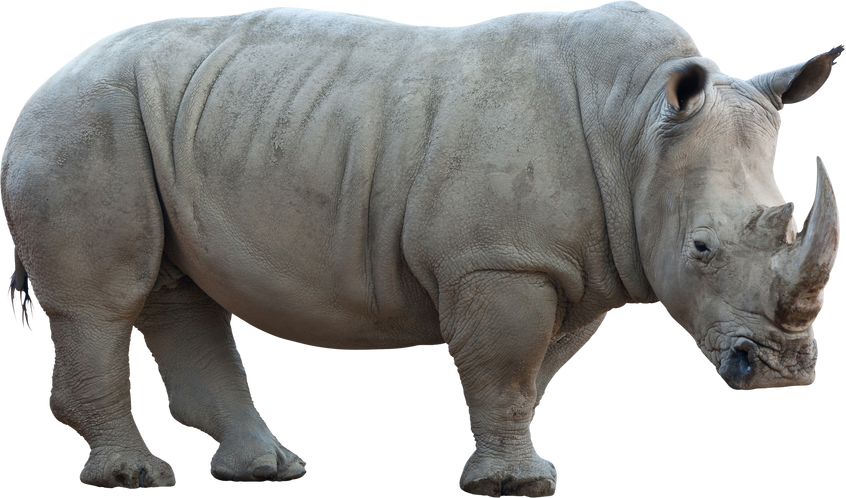 Rhinoceros on White Background